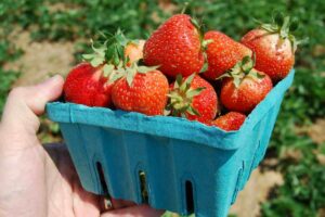 Fragole mature nella vaschetta