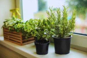 erbe aromatiche