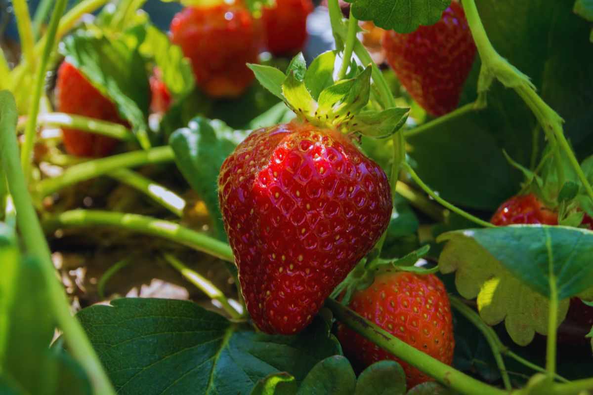 fragole pianta