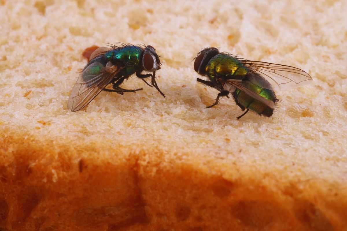 mosche su una fetta di pane