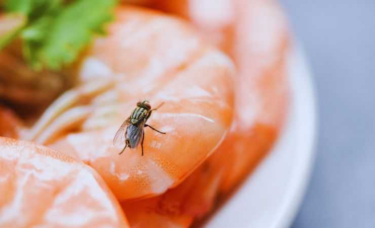 mosca su un gamberetto