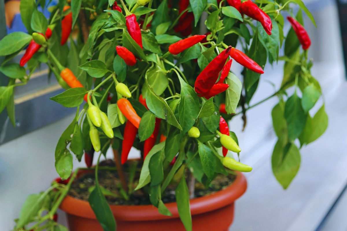 pianta peperoncino