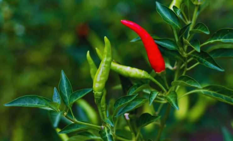 peperoncini