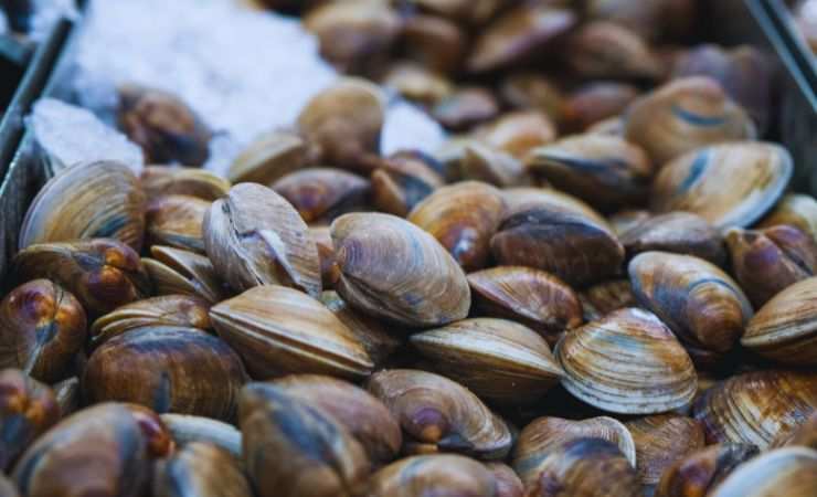 vongole