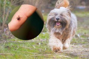 cane e zecca sulla mano